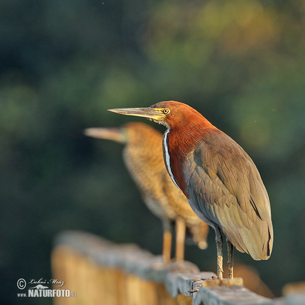 Marmorreiher (Tigrisoma lineatum)