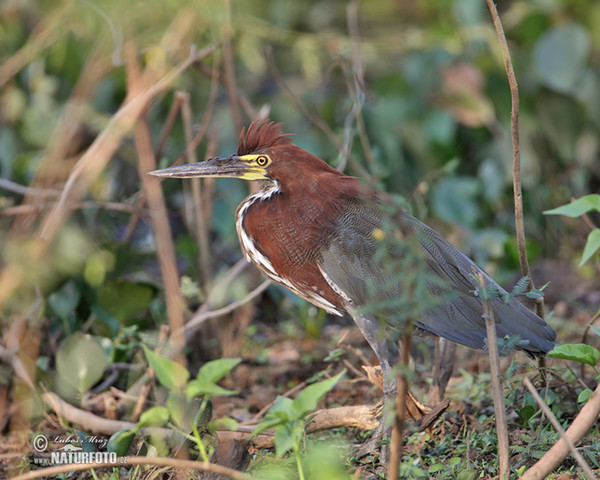 Marmorreiher (Tigrisoma lineatum)