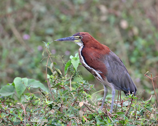 Marmorreiher (Tigrisoma lineatum)