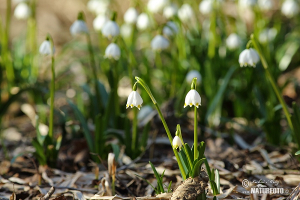 Märzenbecher (Leucojum vernum)