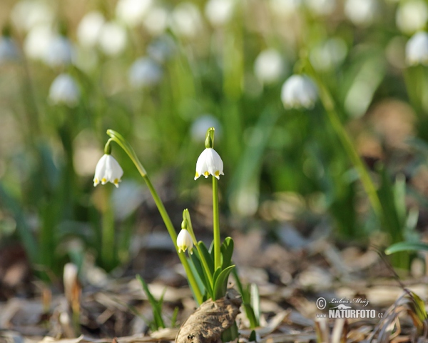 Märzenbecher (Leucojum vernum)