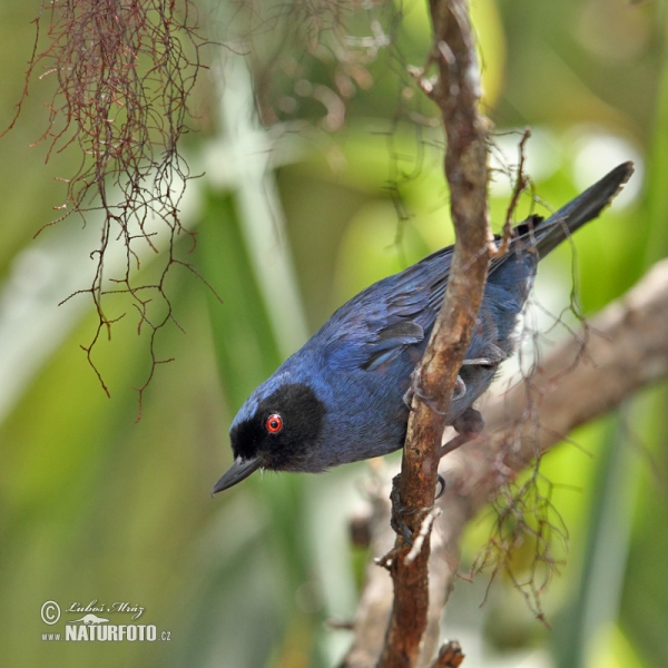 Maskenhakenschnabel (Diglossa cyanea)