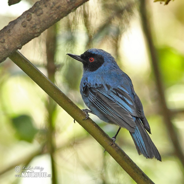 Maskenhakenschnabel (Diglossa cyanea)