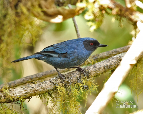 Maskenhakenschnabel (Diglossa cyanea)