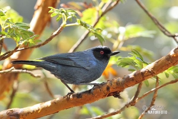 Maskenhakenschnabel (Diglossa cyanea)