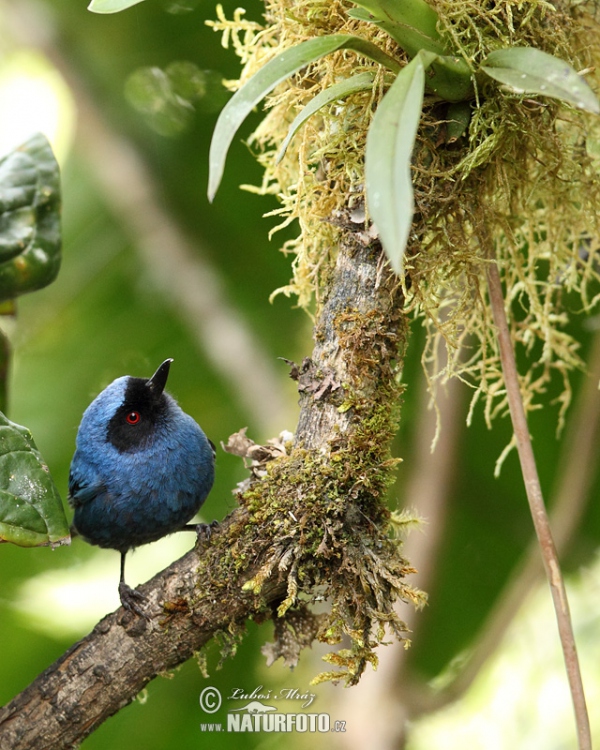 Maskenhakenschnabel (Diglossa cyanea)