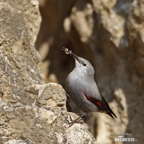 Mauerläufer (Tichodroma muraria)