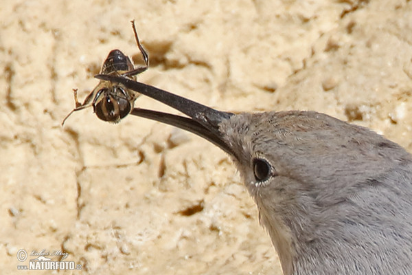 Mauerläufer (Tichodroma muraria)