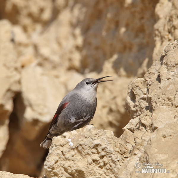 Mauerläufer (Tichodroma muraria)