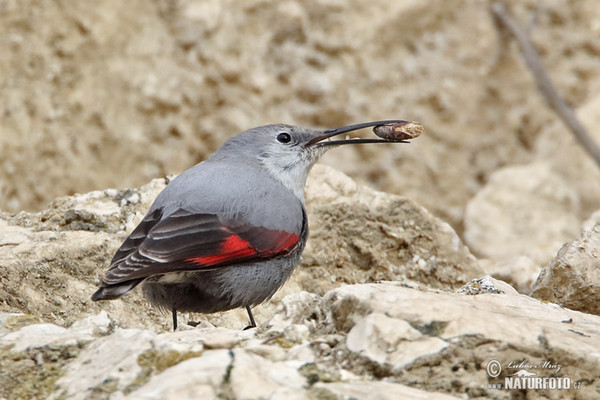 Mauerläufer (Tichodroma muraria)