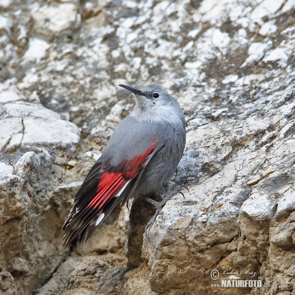 Mauerläufer (Tichodroma muraria)