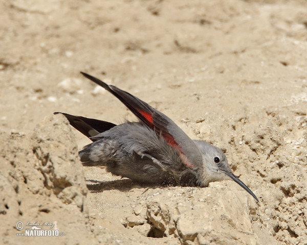 Mauerläufer (Tichodroma muraria)