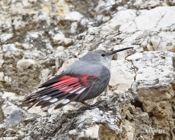 Mauerläufer (Tichodroma muraria)