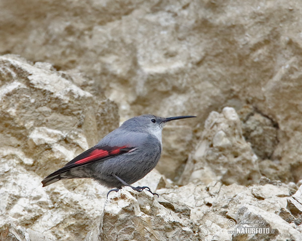 Mauerläufer (Tichodroma muraria)