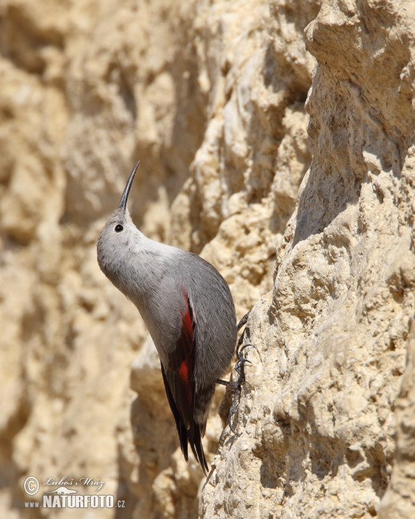 Mauerläufer (Tichodroma muraria)