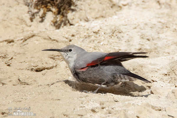 Mauerläufer (Tichodroma muraria)