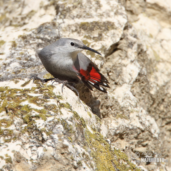 Mauerläufer (Tichodroma muraria)