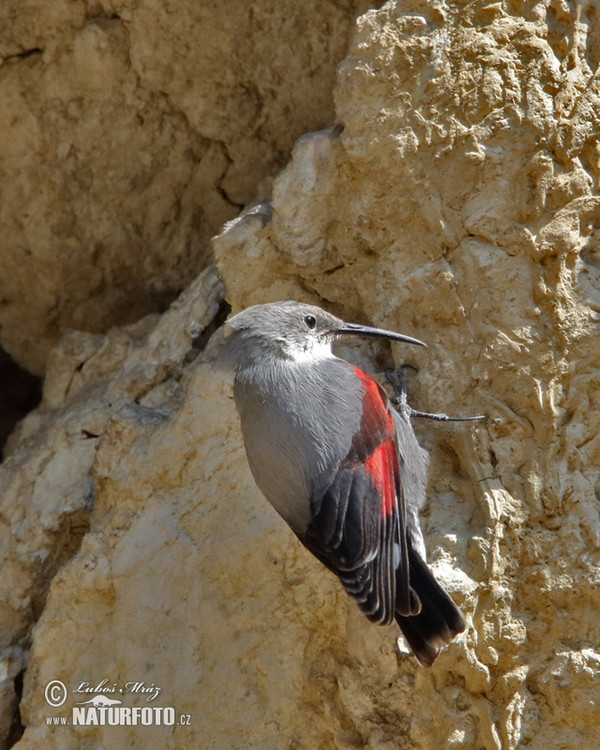 Mauerläufer (Tichodroma muraria)