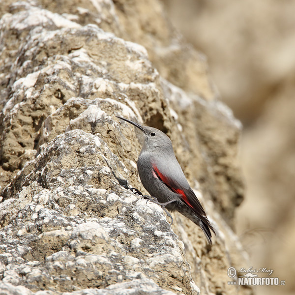 Mauerläufer (Tichodroma muraria)