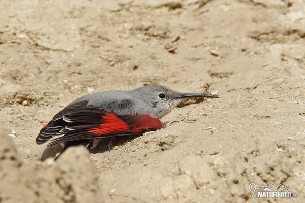 Mauerläufer (Tichodroma muraria)