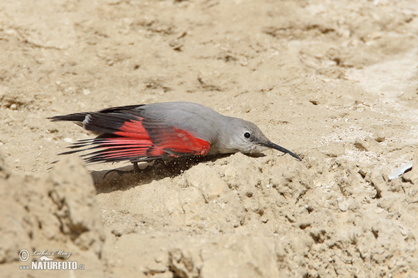 Mauerläufer (Tichodroma muraria)