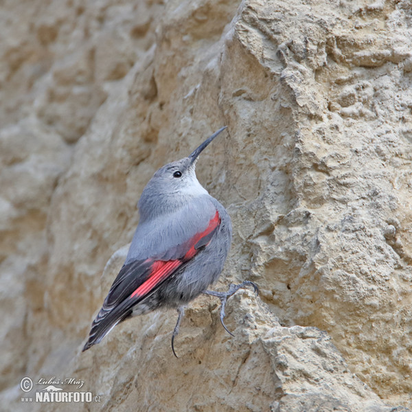 Mauerläufer (Tichodroma muraria)