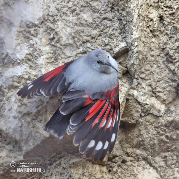 Mauerläufer (Tichodroma muraria)