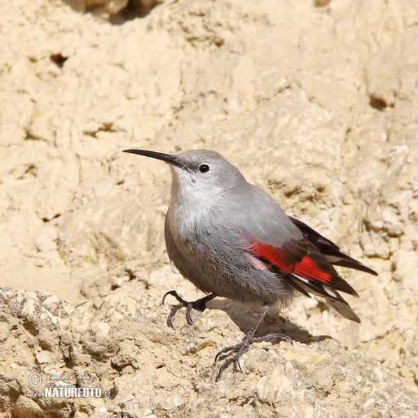 Mauerläufer (Tichodroma muraria)