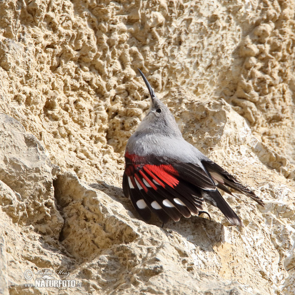 Mauerläufer (Tichodroma muraria)