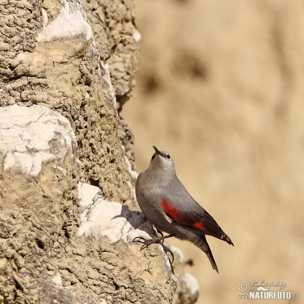 Mauerläufer (Tichodroma muraria)