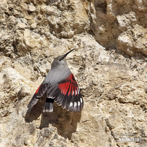 Mauerläufer (Tichodroma muraria)