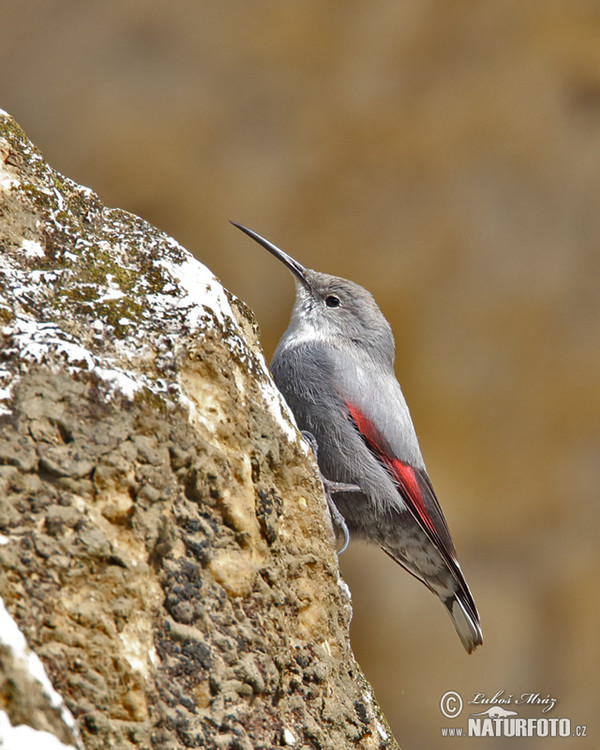 Mauerläufer (Tichodroma muraria)