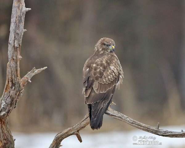 Mäusebussard (Buteo buteo)