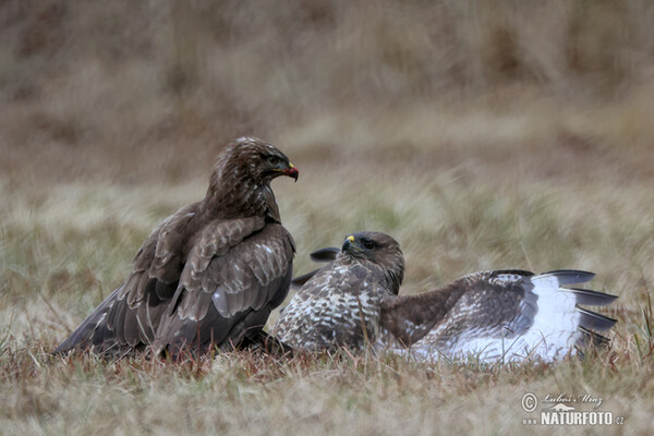 Mäusebussard (Buteo buteo)