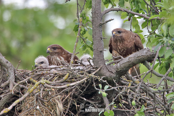 Mäusebussard (Buteo buteo)