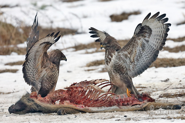 Mäusebussard (Buteo buteo)