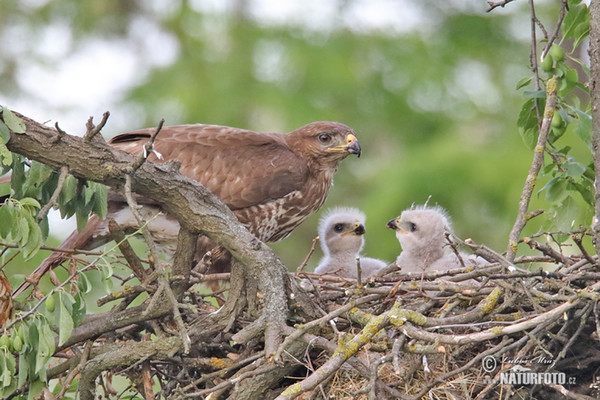 Mäusebussard (Buteo buteo)