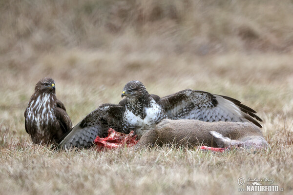 Mäusebussard (Buteo buteo)