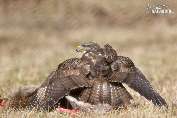 Mäusebussard (Buteo buteo)