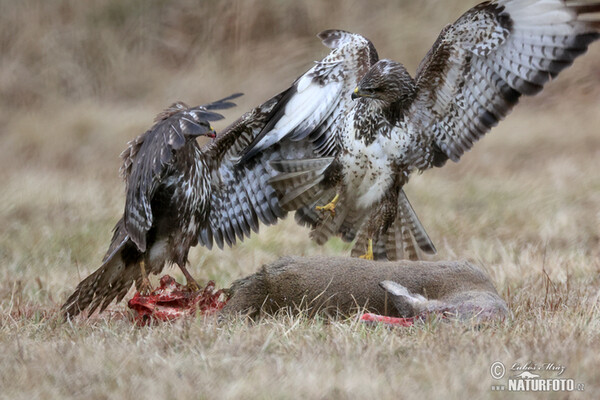 Mäusebussard (Buteo buteo)