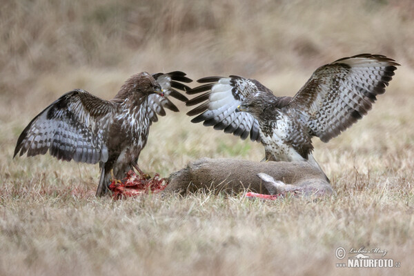 Mäusebussard (Buteo buteo)