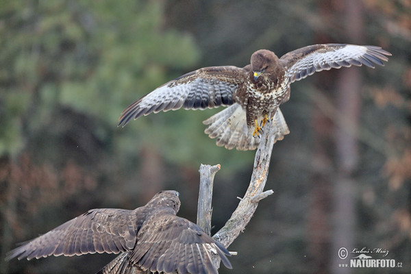 Mäusebussard (Buteo buteo)