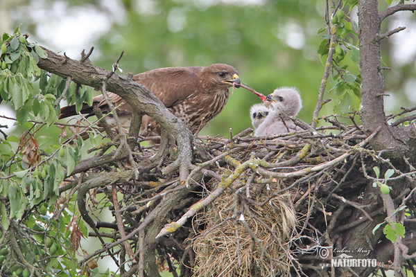 Mäusebussard (Buteo buteo)