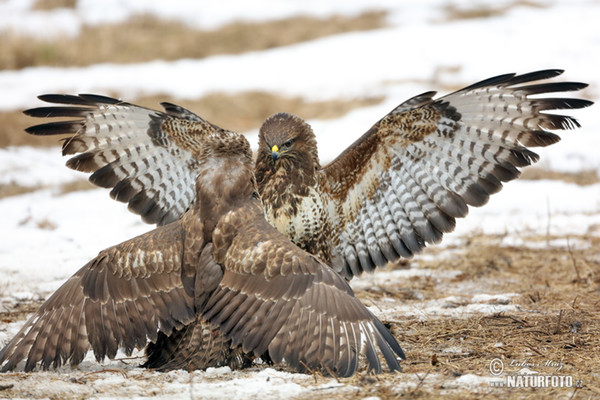 Mäusebussard (Buteo buteo)