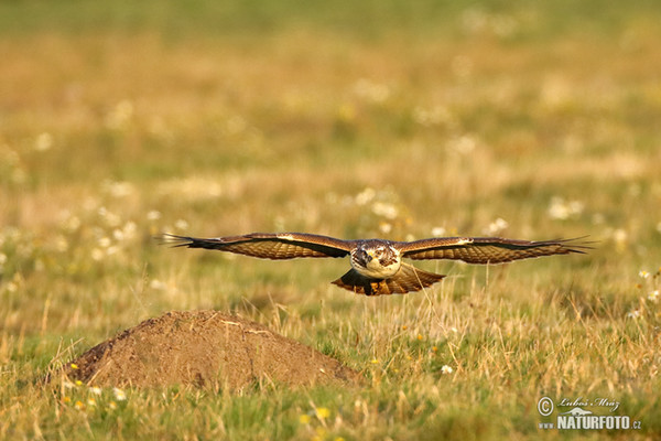 Mäusebussard (Buteo buteo)