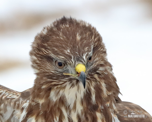 Mäusebussard (Buteo buteo)