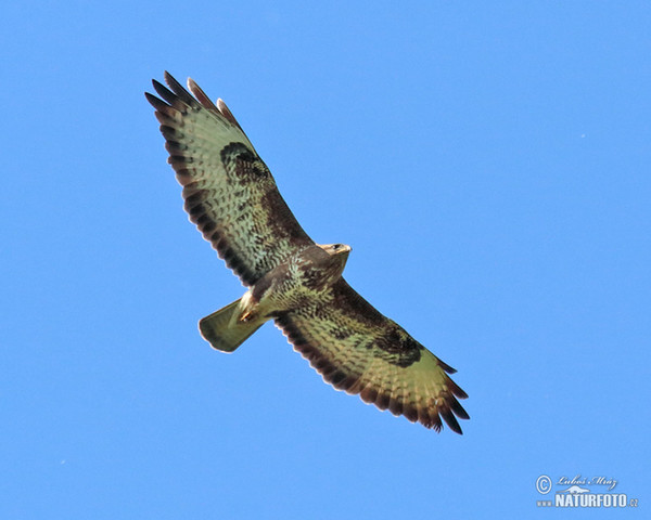 Mäusebussard (Buteo buteo)