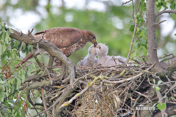 Mäusebussard (Buteo buteo)