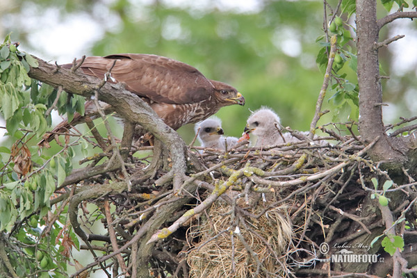 Mäusebussard (Buteo buteo)