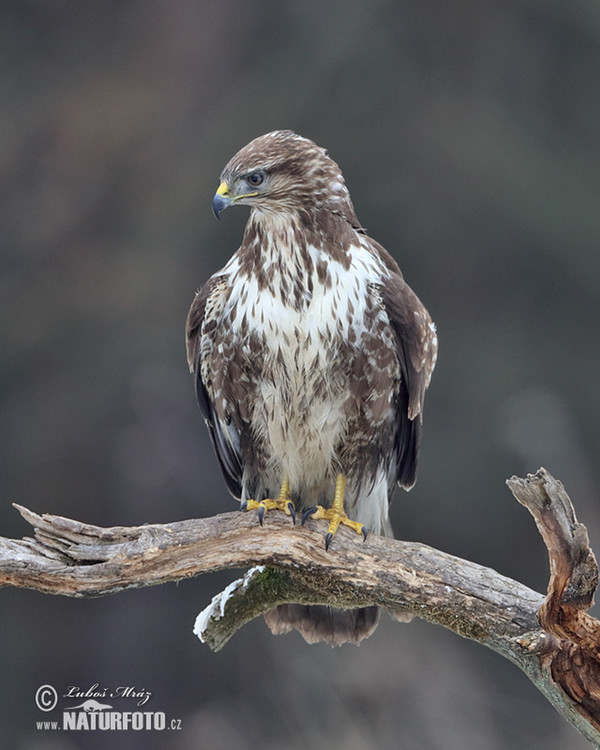 Mäusebussard (Buteo buteo)